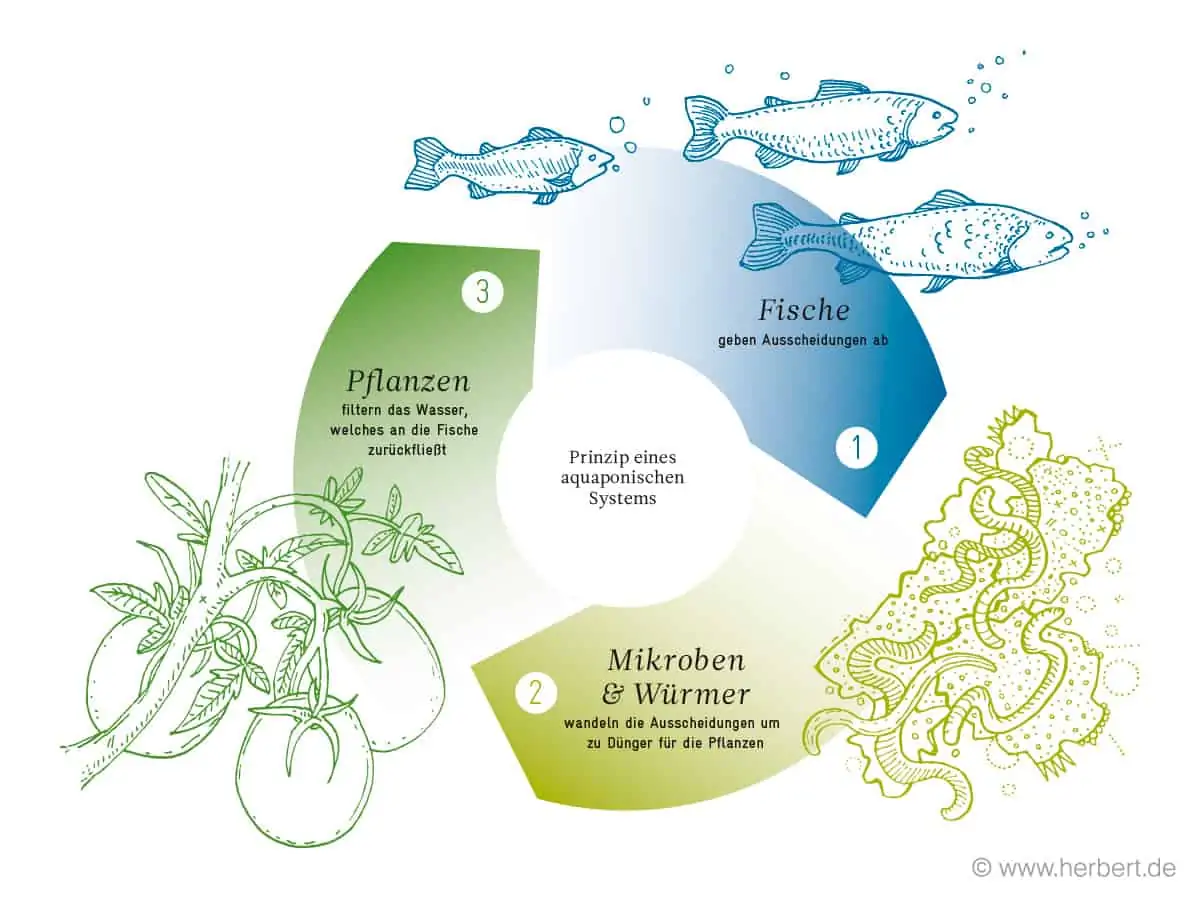 Aquaponik-Konzept